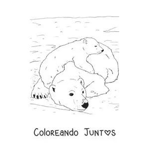 Imagen para colorear de unos osos polares realistas
