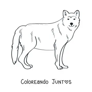 Imagen para colorear de un lobo salvaje