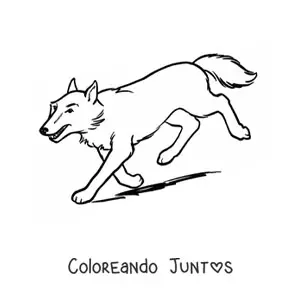 Imagen para colorear de un lobo corriendo hacia abajo por una pendiente