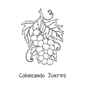 Imagen para colorear de un racimo de uvas con hojas
