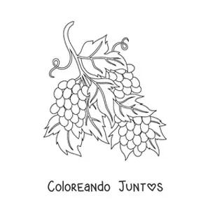 Imagen para colorear de tres racimos de uvas en la vid