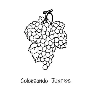 Imagen para colorear de un racimo de uvas con tres hojas