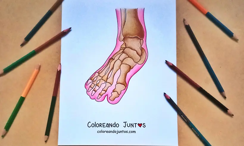 Dibujo de pie coloreado por Coloreando Juntos