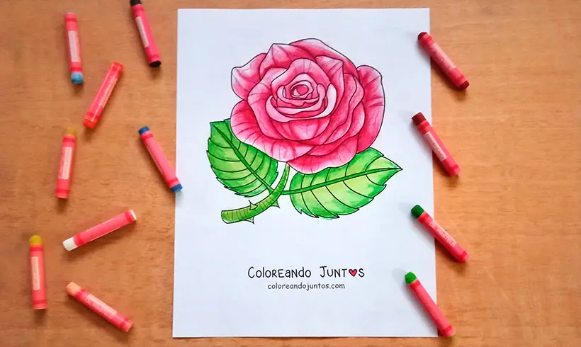 Dibujo de rosa coloreada por Coloreando Juntos