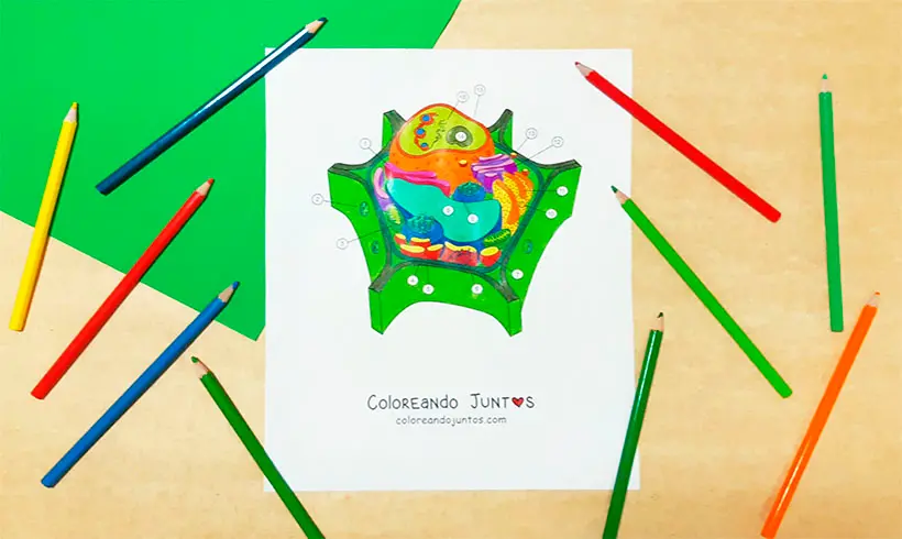 15 Dibujos de Células para Colorear ¡Gratis! | Coloreando Juntos