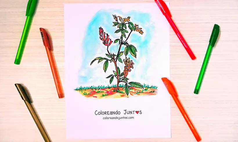 Dibujo de arbusto coloreado por Coloreando Juntos