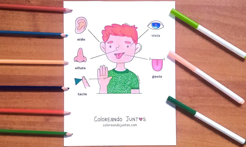 Dibujo de los 5 sentidos para niños coloreado por Coloreando Juntos